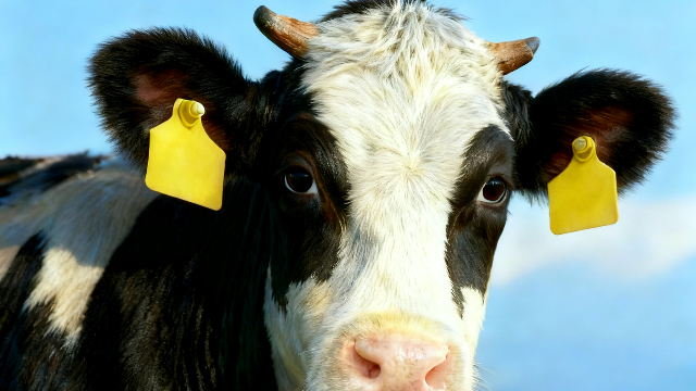 NTC热敏电阻在动物电子耳标中的关键技术应用